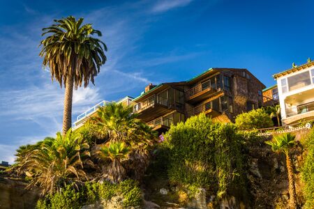 Palm tree and houses on cliffs above Table Rock Beach, in Laguna Beach, California.のeditorial素材