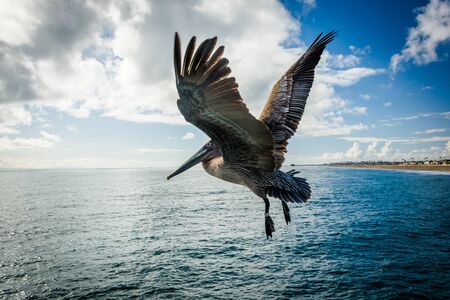 Pelican in flight, seen from the Balboa Pier, in Newport Beach, California.の写真素材