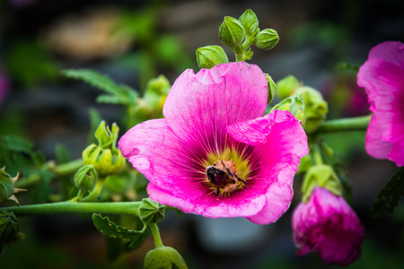 Bee in a pink flower, in Harpers Ferry, West Virginia.の写真素材