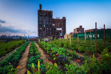 Urban farm in Williamsburg, Manhattan, New York.のeditorial素材