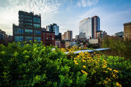 Flowers and view of buildings in Chelsea from The High Line, in Manhattan, New York.の写真素材