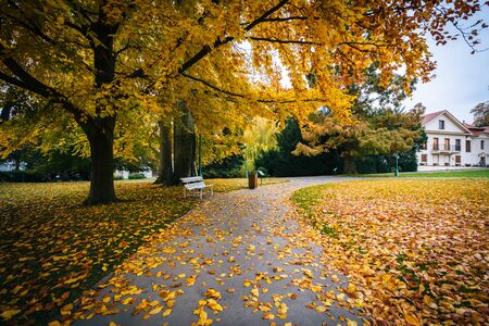 Autumn color and walkway at a park, in Prague, Czech Republic.の写真素材