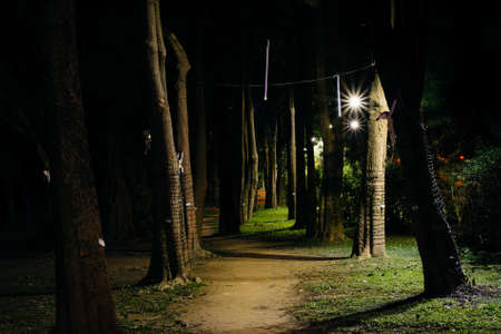 Trees along a path at night, in Da'an Park, in Taipei, Taiwan.の写真素材