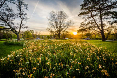 Flowers and trees at sunset, at Cylburn Arboretum, in Baltimore, Maryland.の写真素材
