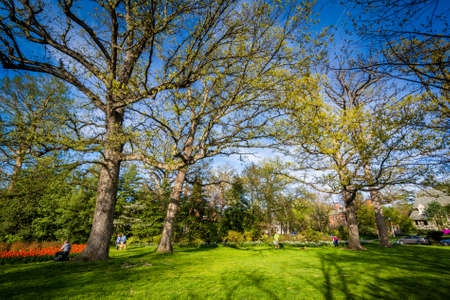 Trees at Sherwood Gardens Park, in Baltimore, Maryland.のeditorial素材