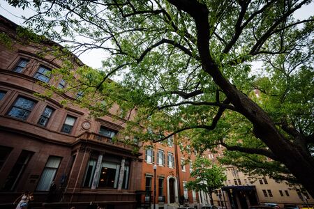 Tree and buildings along Mount Vernon Place, in Mount Vernon, Baltimore, Maryland.のeditorial素材