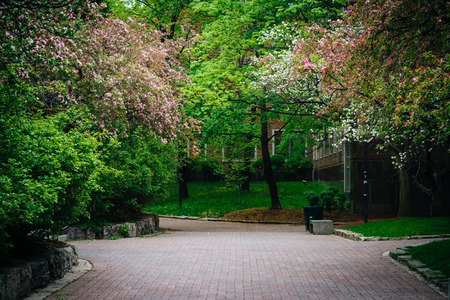Spring colors and a walkway at Ryerson University, in Toronto, Ontario.の写真素材
