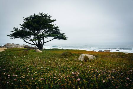 Tree and flowers in Pacific Grove, California.の写真素材