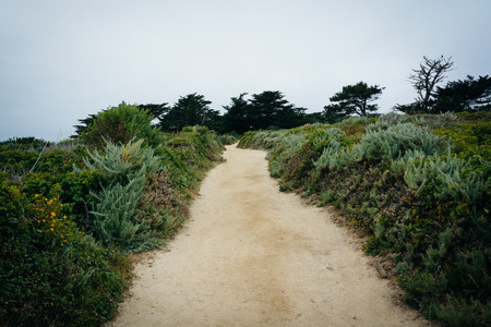 Trail at Point Lobos State Natural Reserve, in Carmel, California.の写真素材