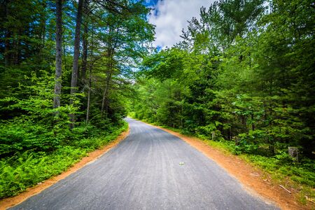 Road through a forest at Bear Brook State Park, New Hampshire.