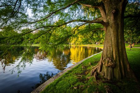 Tree along the lake at the Boston Public Garden, in Boston, Massachusetts.の写真素材
