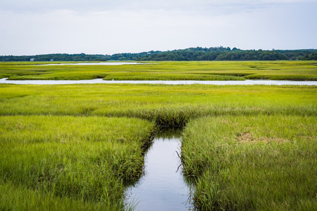 Small stream in a wetland seen from the Sandwich Boardwalk, in Sandwich, Cape Cod, Massachusetts.