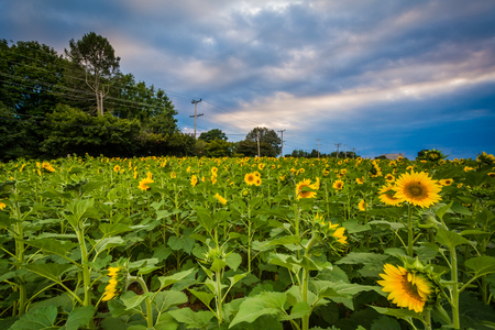 Sunflower field at sunset in Jarrettsville, Maryland.の写真素材