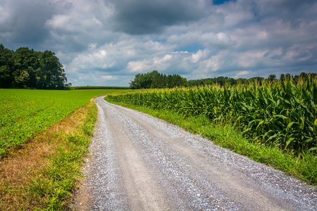 Dirt road and corn field in rural Carroll County, Maryland.の写真素材