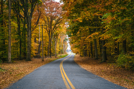 Autumn color along Carmichael Road, near Wye Island, Maryland.の写真素材