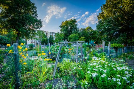Gardens at Back Bay Fens, in Boston, Massachusetts.の写真素材