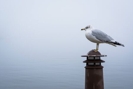 Seagull in Fells Point, Baltimore, Maryland.の写真素材