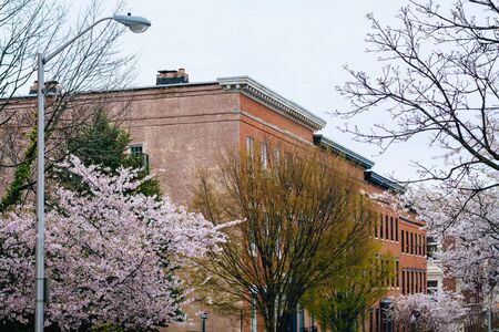 Cherry blossoms along Madison Street in Mount Vernon, Baltimore, Maryland.のeditorial素材