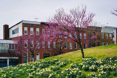 Flowers at Patterson Park, in Baltimore, Maryland.