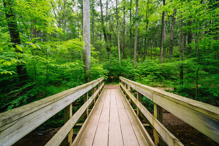 Wooden bridge on a trail in Ricketts Glen State Park, Pennsylvania.の写真素材