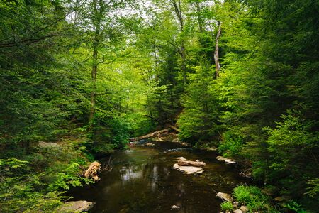 A creek in a lush forest, at Ricketts Glen State Park, Pennsylvania.の写真素材
