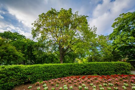 Garden and trees at Georgetown University, in Washington, DC.の写真素材