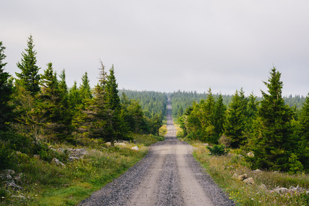 A dirt road and pine trees in Dolly Sods Wilderness, Monongahela National Forest, West Virginia.の写真素材