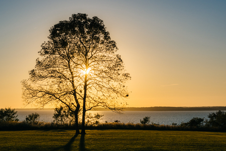 A tree at sunset, at Elk Neck State Park, Marylandの写真素材