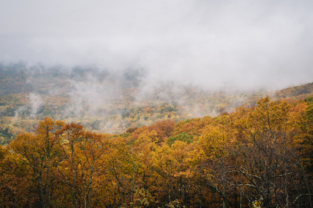 Foggy autumn view from the Blue Ridge Parkway, in Virginia.の写真素材
