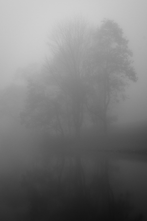 Tree in fog at Peaks of Otter Lake, along the Blue Ridge Parkway in Virginia.の写真素材