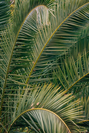 Palm leaves at Park Guell, in Barcelona, Spainの写真素材