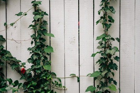 Ivy on a fence in Old Town, Alexandria, Virginia