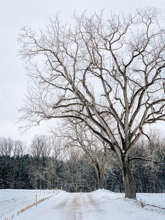 Snow covered country road in winter, York County, Pennsylvaniaの写真素材