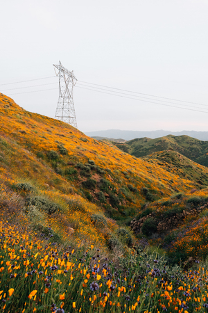 View of poppies and hills from the Walker Canyon Trail in Lake Elsinore, Californiaの写真素材