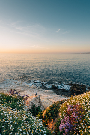 Flowers and rocky coast at sunset, in La Jolla, San Diego, Californiaの写真素材