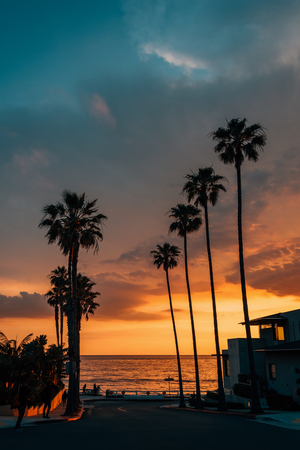 Palm trees and street at sunset, at Windansea Beach, in La Jolla, San Diego, Californiaの写真素材