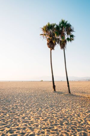 Palm trees on the beach, in Venice Beach, Los Angeles, Californiaの写真素材