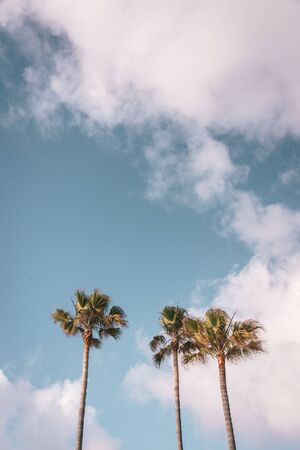 Palm trees in Del Mar, San Diego County, Californiaの写真素材