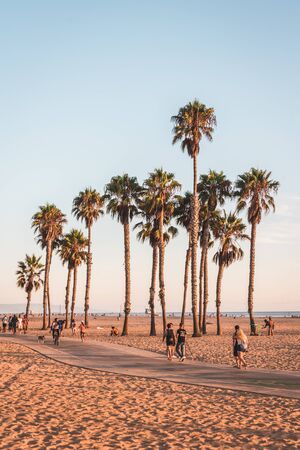 Palm trees on the beach in Santa Monica, Californiaのeditorial素材