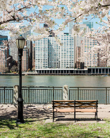 Cherry blossoms and view of Manhattan from Roosevelt Island, New York Cityの写真素材