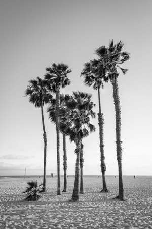 Palm trees on the beach in Santa Monica, Los Angeles, Californiaの写真素材