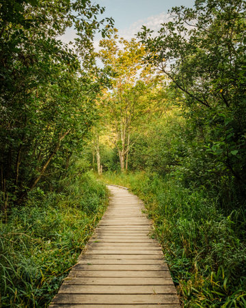 Boardwalk trail in Dolly Sods Wilderness, in Monongahela National Forest, West Virginiaの写真素材