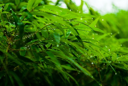 Juicy wet bamboo leaf after the rain splash Rainy season in Thailandの写真素材