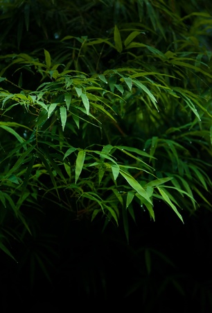 Juicy wet bamboo leaf after the rain splash Rainy season in Thailandの写真素材