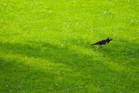 Bird running on the grass in the park, Bangkok.の写真素材