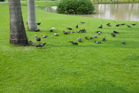 Pigeons are living on the lawn in the park.の写真素材