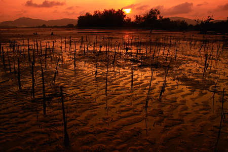 sunset at mangrove, phuket south of thailandの写真素材
