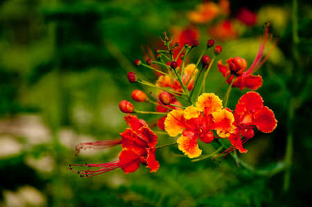 red flowers