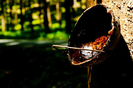 Rubber tree at south of Thailandの写真素材