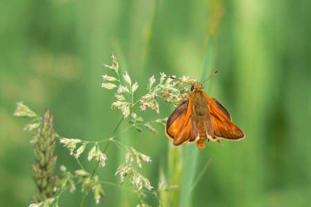 Grass skipperの写真素材
